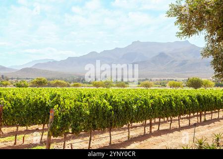 Vignobles sur Graham Beck Estate, Robertson, Western Cape Winelands, Afrique du Sud Banque D'Images