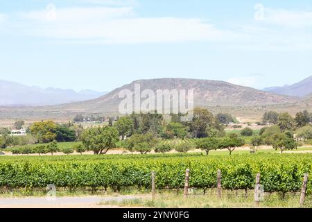 Vignobles sur le domaine Graham Beck produisant Cap classique, Robertson, Breede River Valley, Afrique du Sud Banque D'Images