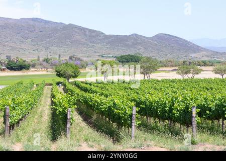 Vignobles sur le domaine Graham Beck produisant Cap classique, Robertson, Breede River Valley, Afrique du Sud Banque D'Images