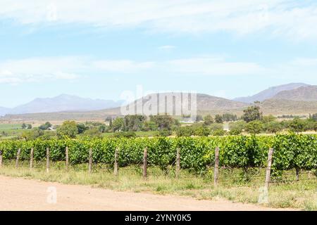 Vignobles sur le domaine Graham Beck produisant Cap classique, Robertson, Breede River Valley, Afrique du Sud Banque D'Images