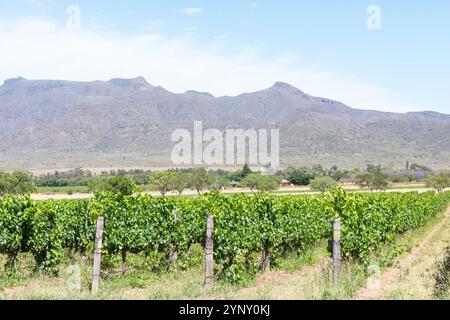 Vignobles sur le domaine Graham Beck produisant Cap classique, Robertson, Breede River Valley, Afrique du Sud Banque D'Images