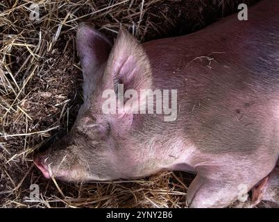 Vue aérienne rapprochée d'un cochon couvert de poussière reposant sur de la paille dans un enclos pour animaux, foire de Saanich, Saanich, Colombie-Britannique, Canada Banque D'Images