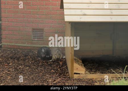 Portsmouth, Hampshire, Angleterre. 2 septembre 2024. Deux lapins, un noir, un brun, dormant à côté d'une huche dans la volière du parc Victoria. Banque D'Images