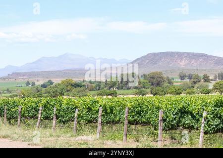 Vignobles sur le domaine Graham Beck produisant Cap classique, Robertson, Breede River Valley, Afrique du Sud Banque D'Images