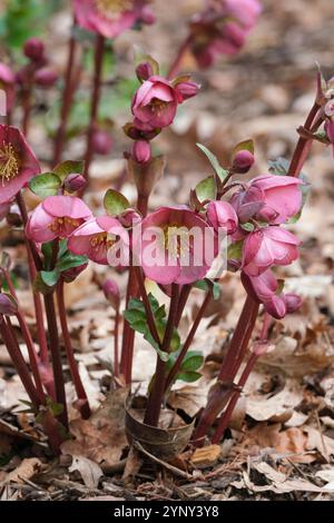 Dulcet de Helleborus Dana, dulcet de Hellebore Dana, tiges de fleurs violettes/rose foncé, étamines jaunes, hiver Banque D'Images