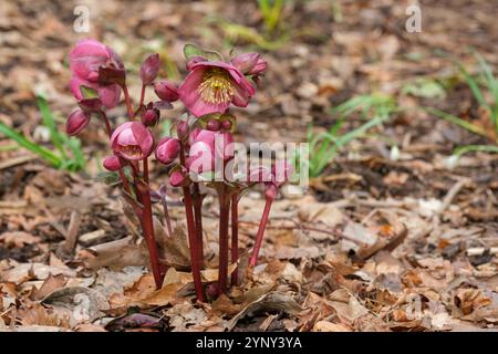 Dulcet de Helleborus Dana, dulcet de Hellebore Dana, tiges de fleurs violettes/rose foncé, étamines jaunes, hiver Banque D'Images