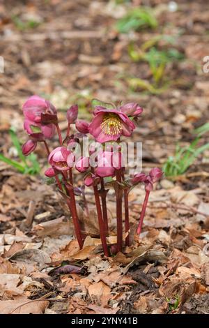 Dulcet de Helleborus Dana, dulcet de Hellebore Dana, tiges de fleurs violettes/rose foncé, étamines jaunes, hiver Banque D'Images