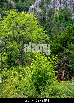 Vue sur les falaises de calcaire du carbonifère à Cheddar gorge une attraction touristique dans les collines de Mendip dans le Somerset sud-ouest de l'Angleterre Royaume-Uni Banque D'Images