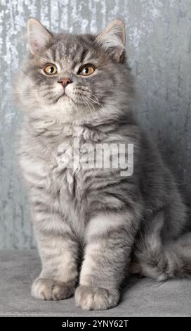 Gros plan d'un chaton britannique Longhair gris pelucheux assis sur un tabouret Banque D'Images