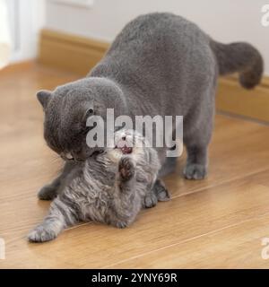 Gros plan d'un chat gris British Shorthair et d'un chaton gris British Longhair jouant au combat Banque D'Images