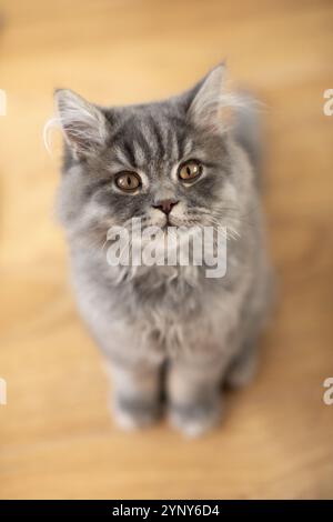 Portrait d'un chaton britannique Longhair gris moelleux assis sur un plancher en bois Banque D'Images