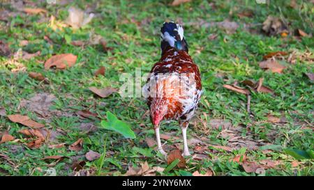 Recherche de coq coloré dans un cadre verdoyant de jardin Banque D'Images