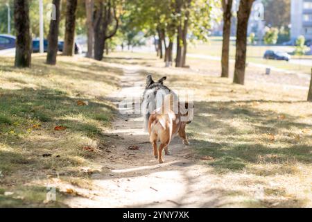Deux chiens ludiques courent énergiquement le long d'un chemin de terre sinueux dans un magnifique parc rempli d'arbres et d'herbe verte luxuriante Banque D'Images