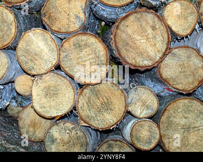 Gros plan de rondins d'arbres fraîchement coupés, soigneusement empilés dans une pile de bois, présentant des textures et des motifs naturels. Idéal pour les thèmes sur la foresterie, la durabilité Banque D'Images