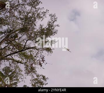 Tracteur aérien dépoussiérant des terres agricoles dans les zones rurales du sud de la Géorgie, à la mi-novembre (automne) Banque D'Images