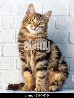 Chaton chat de la forêt norvégienne Longhair entouré de marguerites au printemps. Banque D'Images