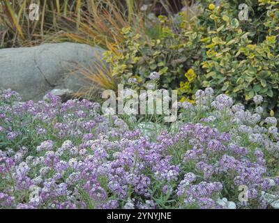 parterre de fleurs avec de petites inflorescences lilas de fleurs de jardin décoratives pendant la période de floraison, aménagement paysager dans un jardin ou un parc Banque D'Images