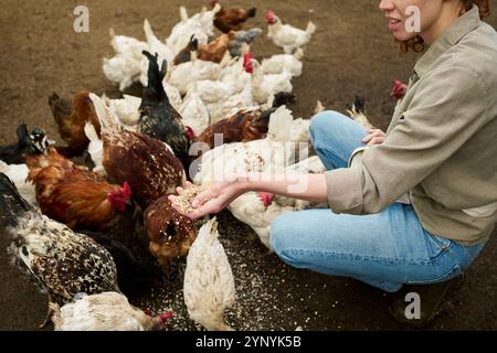 Agricultrice en jeans et chemise assise sur des squats devant un groupe de poulets élevés et versant de l'avoine sur le sol Banque D'Images