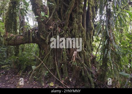 Forêt de nuages, Reserva biologica Bosque Nubosa, Costa Rica, Amérique centrale Banque D'Images