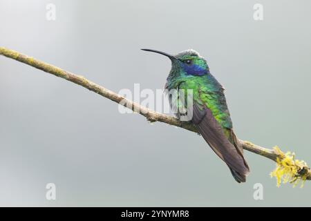 Petit colibri à oreilles violettes (Colibri thalassinus), Parque National Los Quetzales, Costa Rica, Amérique centrale Banque D'Images