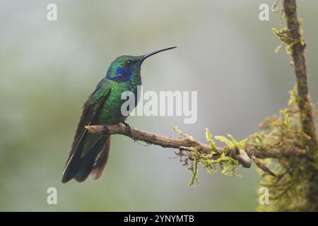 Petit colibri à oreilles violettes (Colibri thalassinus), Parque National Los Quetzales, Costa Rica, Amérique centrale Banque D'Images