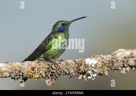 Petit colibri à oreilles violettes (Colibri thalassinus), Parque National Los Quetzales, Costa Rica, Amérique centrale Banque D'Images