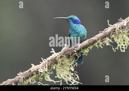 Petit colibri à oreilles violettes (Colibri thalassinus), Parque National Los Quetzales, Costa Rica, Amérique centrale Banque D'Images