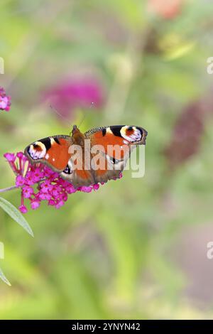 Papillons de paon (Inachis io) sucant le nectar sur le buisson de papillons (Buddleja davidii), dans un environnement naturel dans la nature, gros plan, la faune, les insectes Banque D'Images