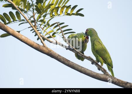 Amazone autumnalis (Amazona autumnalis), Costa Rica, Amérique centrale Banque D'Images