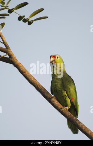 Amazone autumnalis (Amazona autumnalis), Costa Rica, Amérique centrale Banque D'Images