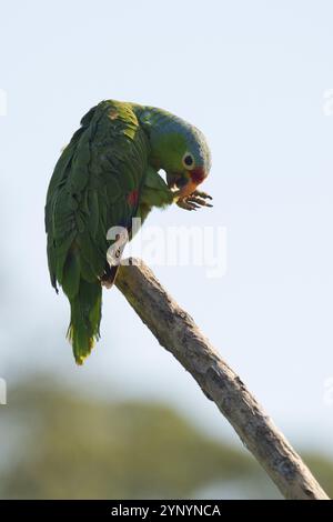 Amazone autumnalis (Amazona autumnalis), Costa Rica, Amérique centrale Banque D'Images