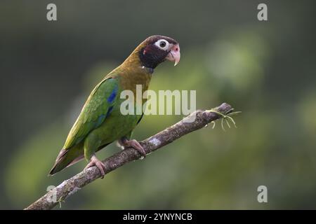 Perroquet à joues grises (Pyrilia haematotis), Costa Rica, Amérique centrale Banque D'Images