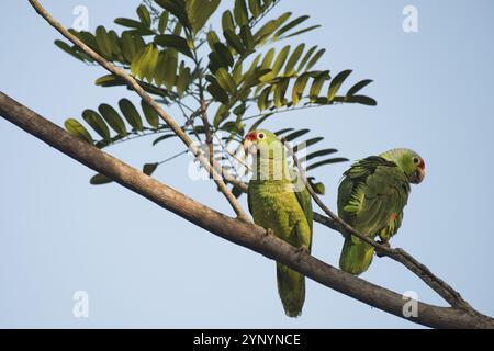 Amazone autumnalis (Amazona autumnalis), Costa Rica, Amérique centrale Banque D'Images