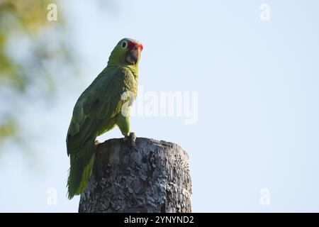 Amazone autumnalis (Amazona autumnalis), Costa Rica, Amérique centrale Banque D'Images