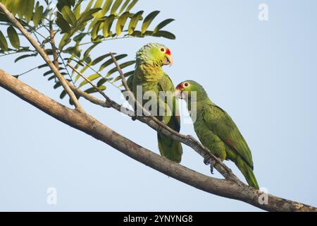 Amazone autumnalis (Amazona autumnalis), Costa Rica, Amérique centrale Banque D'Images