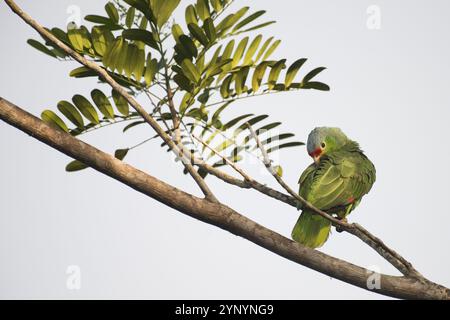 Amazone autumnalis (Amazona autumnalis), Costa Rica, Amérique centrale Banque D'Images