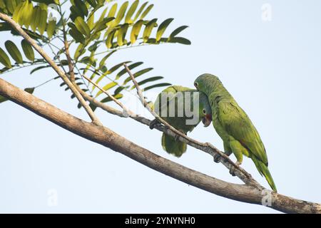 Amazone autumnalis (Amazona autumnalis), Costa Rica, Amérique centrale Banque D'Images