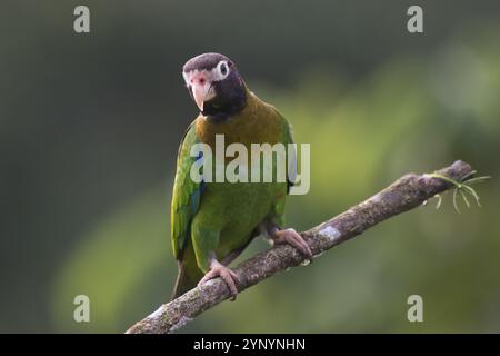 Perroquet à joues grises (Pyrilia haematotis), Costa Rica, Amérique centrale Banque D'Images