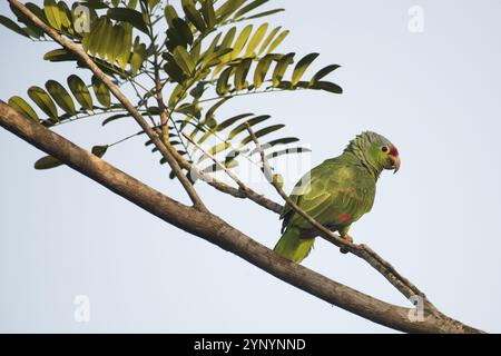 Amazone autumnalis (Amazona autumnalis), Costa Rica, Amérique centrale Banque D'Images