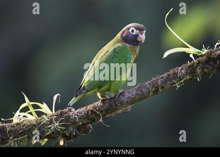 Perroquet à joues grises (Pyrilia haematotis), Costa Rica, Amérique centrale Banque D'Images