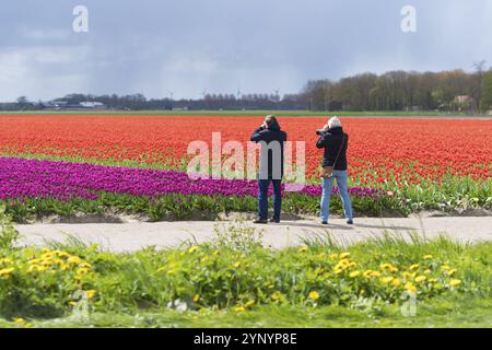 ESPEL, PAYS-BAS, 17 AVRIL 2017 : des inconnus prennent des photos dans un beau champ de tulipes en fleurs Banque D'Images