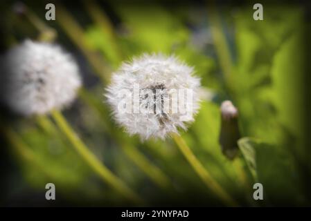 Pissenlits moelleux dans la lumière du soir Banque D'Images