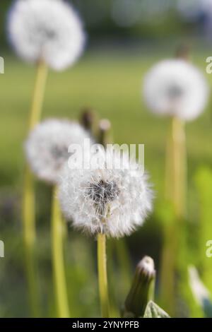 Pissenlits moelleux dans la lumière du soir Banque D'Images
