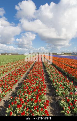 Rangées infinies de tulipes rouges en fleurs dans un paysage agricole néerlandais Banque D'Images