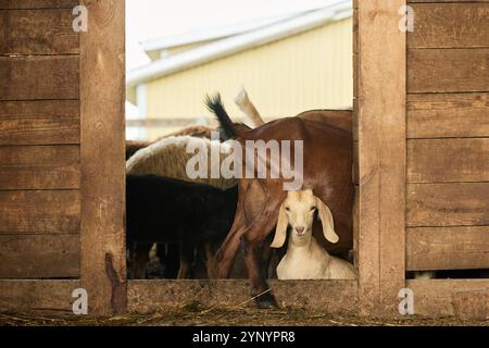 Mignon petit chèvre blanc debout parmi d'autres animaux domestiques devant la porte de la grange en bois et regardant la caméra Banque D'Images