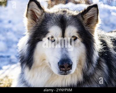Alaskan malamute gros plan de la tête Banque D'Images