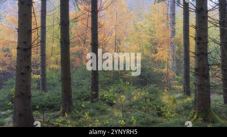 Panorama des mélèzes aux couleurs d'automne avec brume le matin près de Biberach Banque D'Images