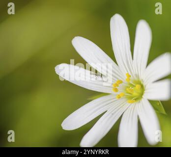 Gros plan sur les fleurs communes de chichweed ou de stellaria media Banque D'Images