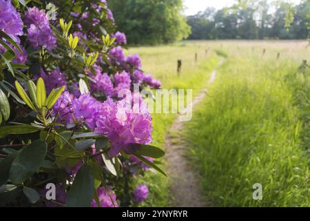 Fleurs d'azalée rose florissantes le long d'un sentier Banque D'Images