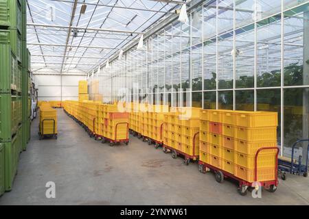 Empilé des caisses orange dans une serre en attendant d'être rempli de légumes et de fruits Banque D'Images